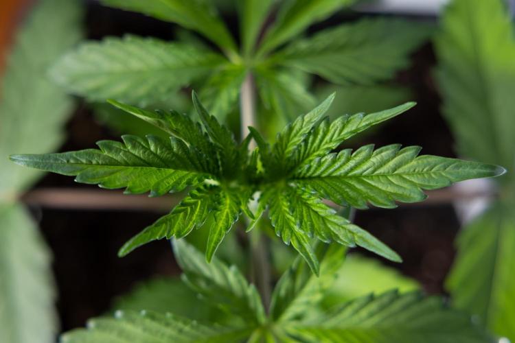 L.A. KUSH Cake #1 - Zamnesia x B&B. Week 2 - L.A. Kush Cake 1 - Veg - Week 3