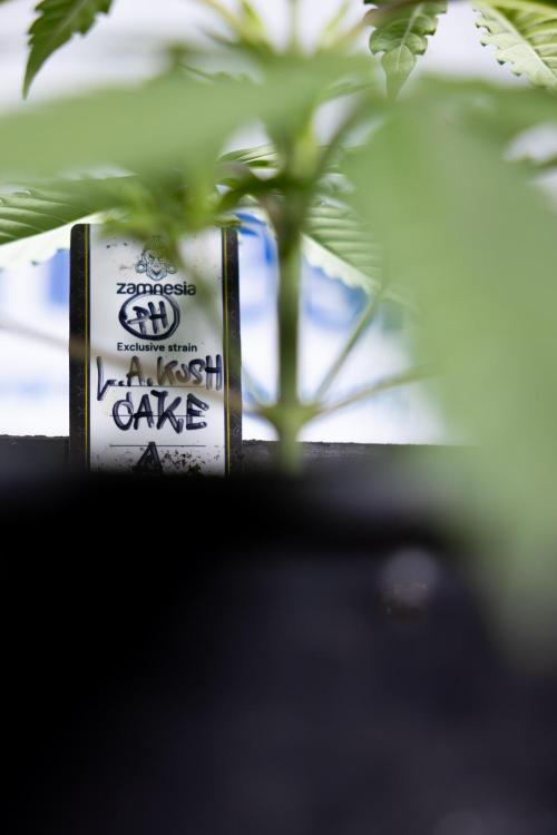 L.A. KUSH Cake #1 - Zamnesia x B&B. Week 2 - L.A. Kush Cake 1 - Veg - Week 3