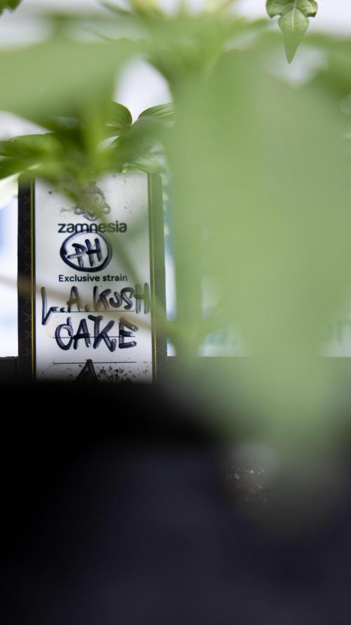 L.A. KUSH Cake #1 - Zamnesia x B&B. Week 2 - L.A. Kush Cake 1 - Veg - Week 3