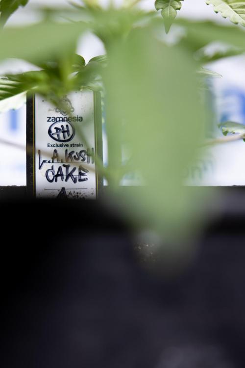 L.A. KUSH Cake #1 - Zamnesia x B&B. Week 2 - L.A. Kush Cake 1 - Veg - Week 3