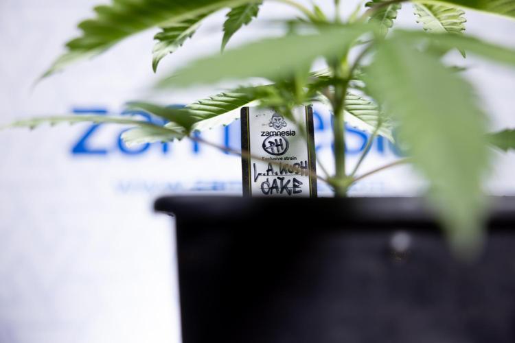 L.A. KUSH Cake #1 - Zamnesia x B&B. Week 2 - L.A. Kush Cake 1 - Veg - Week 3