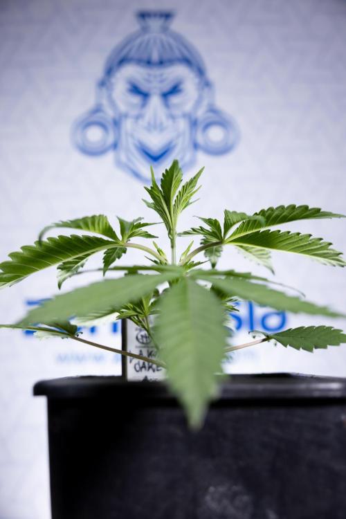 L.A. KUSH Cake #1 - Zamnesia x B&B. Week 2 - L.A. Kush Cake 1 - Veg - Week 3