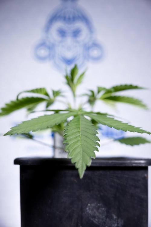 L.A. KUSH Cake #1 - Zamnesia x B&B. Week 2 - L.A. Kush Cake 1 - Veg - Week 3