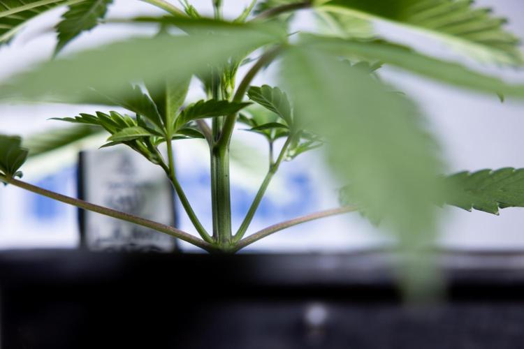 L.A. KUSH Cake #1 - Zamnesia x B&B. Week 2 - L.A. Kush Cake 1 - Veg - Week 3