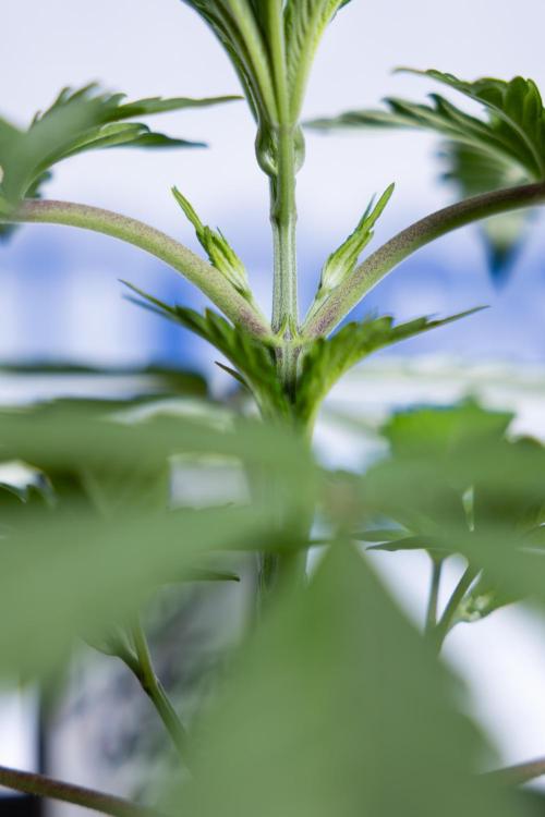 L.A. KUSH Cake #1 - Zamnesia x B&B. Week 2 - L.A. Kush Cake 1 - Veg - Week 3