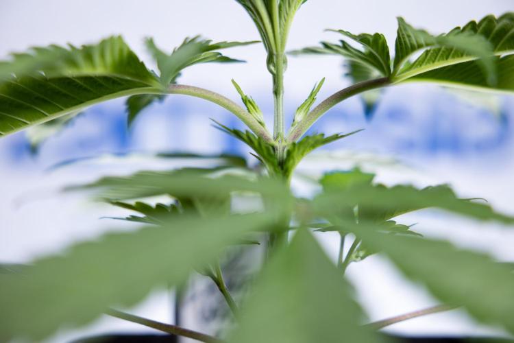 L.A. KUSH Cake #1 - Zamnesia x B&B. Week 2 - L.A. Kush Cake 1 - Veg - Week 3