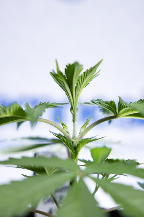 L.A. KUSH Cake #1 - Zamnesia x B&B. Week 2 - L.A. Kush Cake 1 - Veg - Week 3