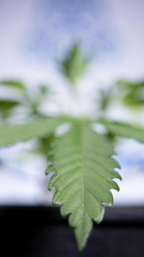 L.A. KUSH Cake #1 - Zamnesia x B&B. Week 2 - L.A. Kush Cake 1 - Veg - Week 3