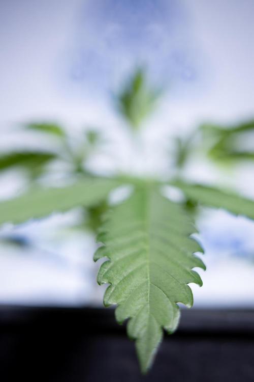 L.A. KUSH Cake #1 - Zamnesia x B&B. Week 2 - L.A. Kush Cake 1 - Veg - Week 3