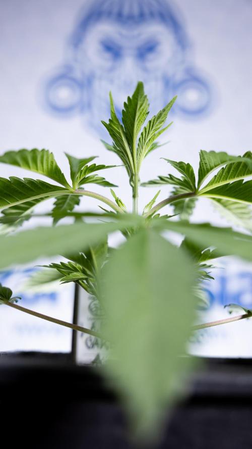 L.A. KUSH Cake #1 - Zamnesia x B&B. Week 2 - L.A. Kush Cake 1 - Veg - Week 3