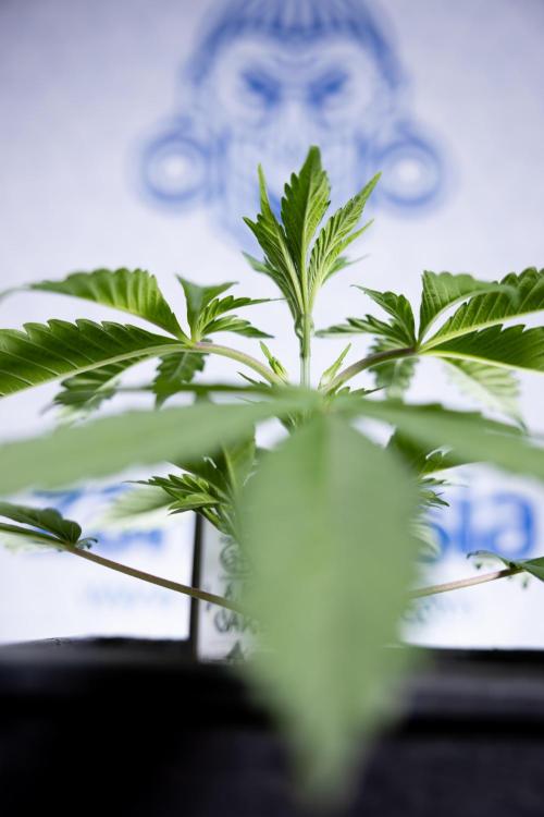 L.A. KUSH Cake #1 - Zamnesia x B&B. Week 2 - L.A. Kush Cake 1 - Veg - Week 3