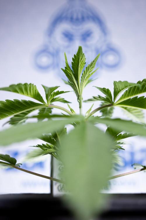 L.A. KUSH Cake #1 - Zamnesia x B&B. Week 2 - L.A. Kush Cake 1 - Veg - Week 3