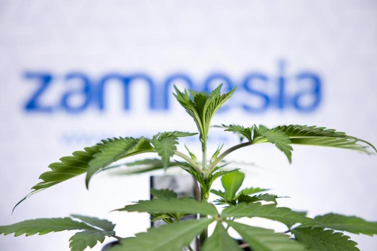 L.A. KUSH Cake #1 - Zamnesia x B&B. Week 2 - L.A. Kush Cake 1 - Veg - Week 3