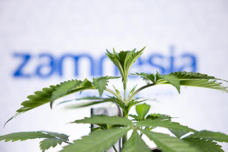 L.A. KUSH Cake #1 - Zamnesia x B&B. Week 2 - L.A. Kush Cake 1 - Veg - Week 3