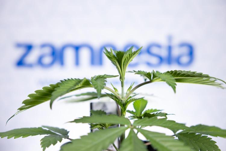 L.A. KUSH Cake #1 - Zamnesia x B&B. Week 2 - L.A. Kush Cake 1 - Veg - Week 3