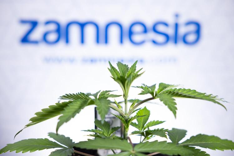 L.A. KUSH Cake #1 - Zamnesia x B&B. Week 2 - L.A. Kush Cake 1 - Veg - Week 3