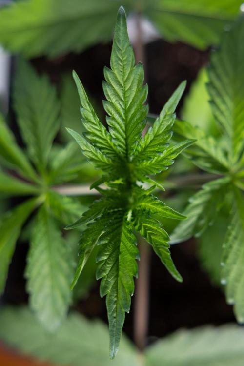 L.A. KUSH Cake #1 - Zamnesia x B&B. Week 2 - L.A. Kush Cake 1 - Veg - Week 3