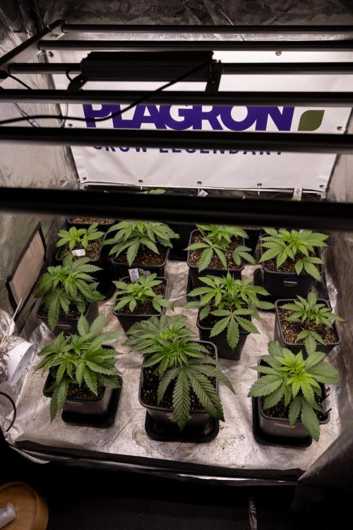 L.A. KUSH Cake #1 - Zamnesia x B&B. Week 2 - Zamnesia x Plagron Photoperiodic Squad