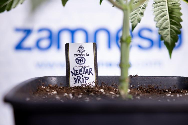 Nectar Drip #1 - Zamnesia X Tical x B&B. Week 3 - Nectar Drip 1 - Mainilining NO Lst