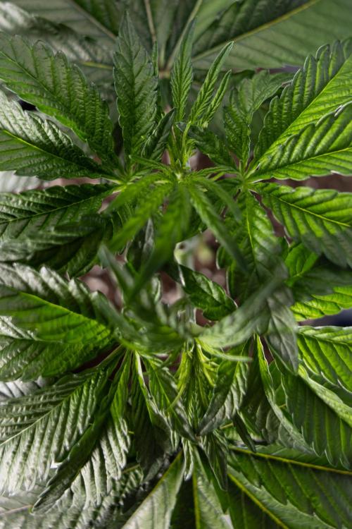 Nectar Drip #1 - Zamnesia X Tical x B&B. Week 3 - Nectar Drip 1 - Mainilining NO Lst