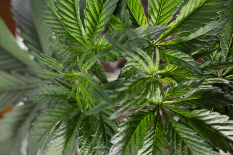 Nectar Drip #1 - Zamnesia X Tical x B&B. Week 3 - Nectar Drip 1 - Mainilining NO Lst