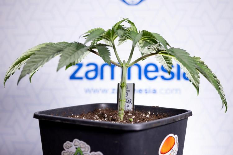 Nectar Drip #1 - Zamnesia X Tical x B&B. Week 3 - Nectar Drip 1 - Mainilining NO Lst