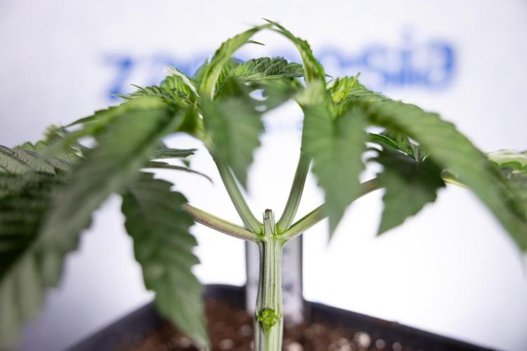 Nectar Drip #1 - Zamnesia X Tical x B&B. Week 3 - Nectar Drip 1 - Mainilining NO Lst