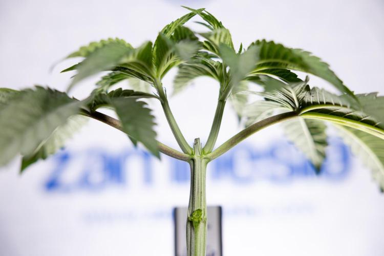 Nectar Drip #1 - Zamnesia X Tical x B&B. Week 3 - Nectar Drip 1 - Mainilining NO Lst