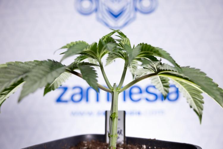 Nectar Drip #1 - Zamnesia X Tical x B&B. Week 3 - Nectar Drip 1 - Mainilining NO Lst