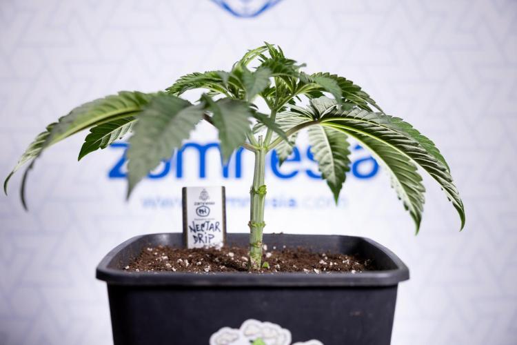 Nectar Drip #1 - Zamnesia X Tical x B&B. Week 3 - Nectar Drip 1 - Mainilining NO Lst