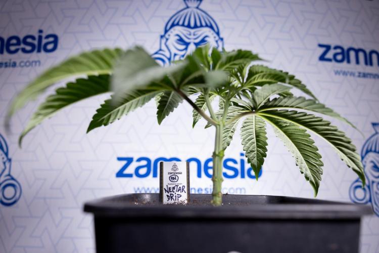Nectar Drip #1 - Zamnesia X Tical x B&B. Week 3 - Nectar Drip 1 - Mainilining NO Lst