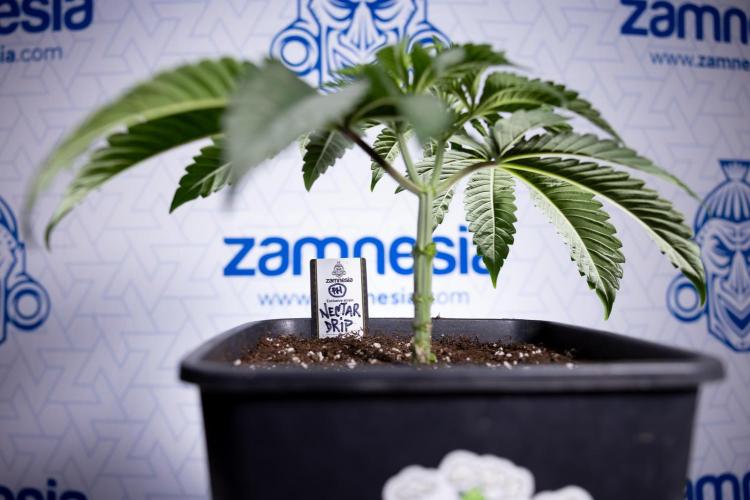 Nectar Drip #1 - Zamnesia X Tical x B&B. Week 3 - Nectar Drip 1 - Mainilining NO Lst