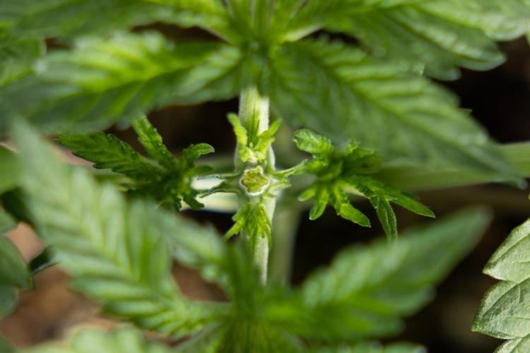 Nectar Drip 2 - Zamnesia x Tical x B&B. Week 4 - Nectar Drip 2 - Topping - Week 4