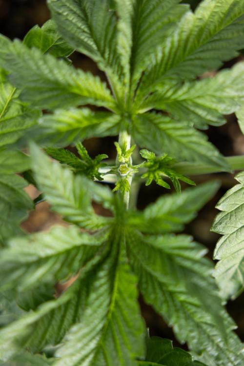 Nectar Drip 2 - Zamnesia x Tical x B&B. Week 4 - Nectar Drip 2 - Topping - Week 4