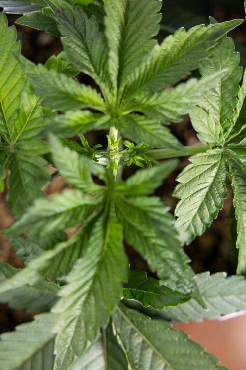 Nectar Drip 2 - Zamnesia x Tical x B&B. Week 4 - Nectar Drip 2 - Topping - Week 4