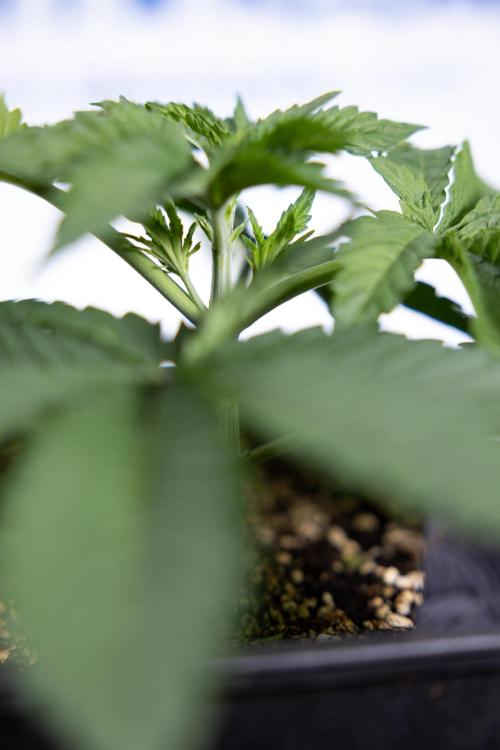 Nectar Drip 2 - Zamnesia x Tical x B&B. Week 4 - Nectar Drip 2 - Topping - Week 4