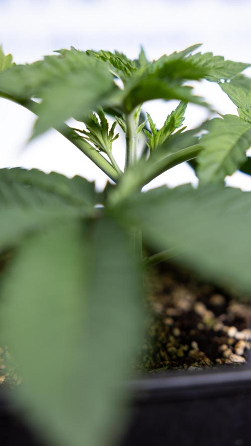 Nectar Drip 2 - Zamnesia x Tical x B&B. Week 4 - Nectar Drip 2 - Topping - Week 4