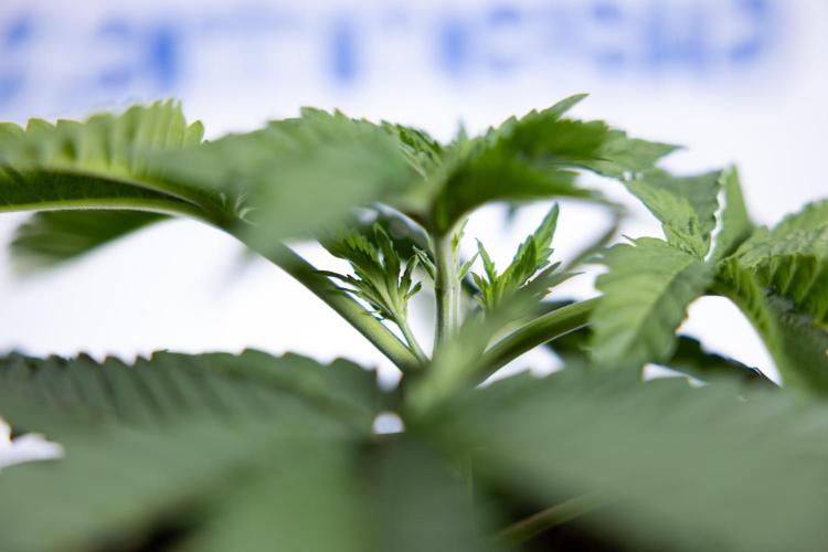 Nectar Drip 2 - Zamnesia x Tical x B&B. Week 4 - Nectar Drip 2 - Topping - Week 4