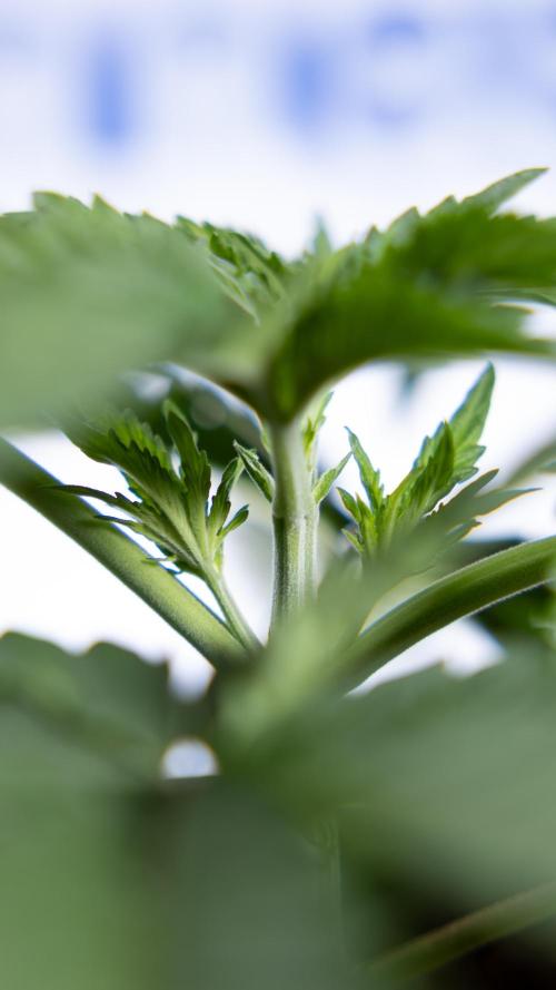 Nectar Drip 2 - Zamnesia x Tical x B&B. Week 4 - Nectar Drip 2 - Topping - Week 4