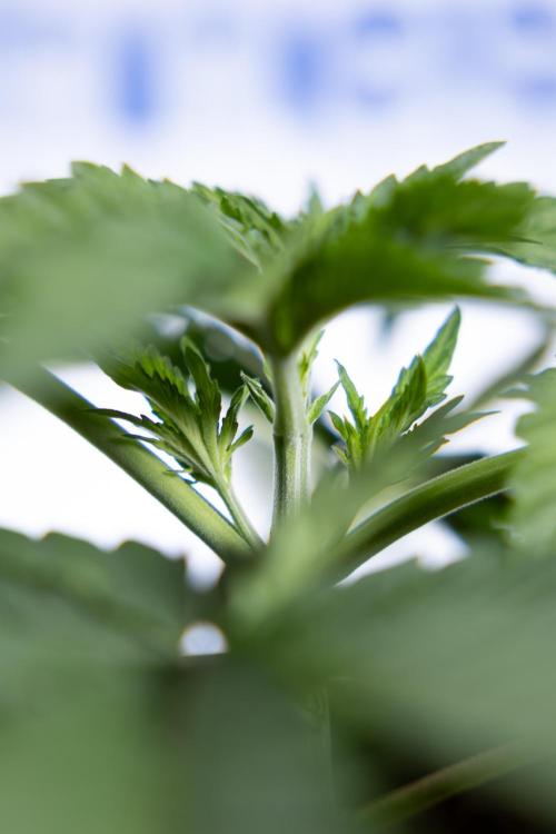 Nectar Drip 2 - Zamnesia x Tical x B&B. Week 4 - Nectar Drip 2 - Topping - Week 4