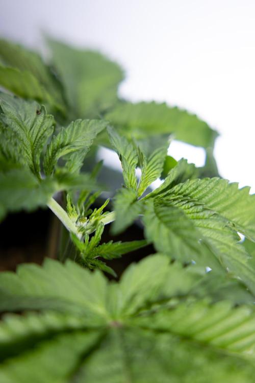 Nectar Drip 2 - Zamnesia x Tical x B&B. Week 4 - Nectar Drip 2 - Topping - Week 4