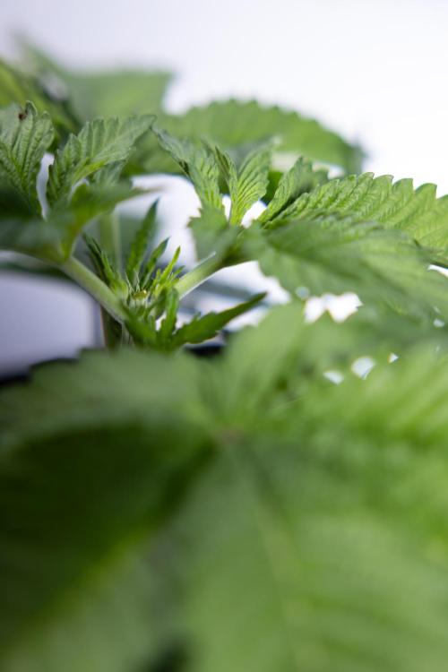 Nectar Drip 2 - Zamnesia x Tical x B&B. Week 4 - Nectar Drip 2 - Topping - Week 4