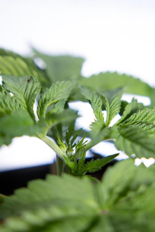 Nectar Drip 2 - Zamnesia x Tical x B&B. Week 4 - Nectar Drip 2 - Topping - Week 4