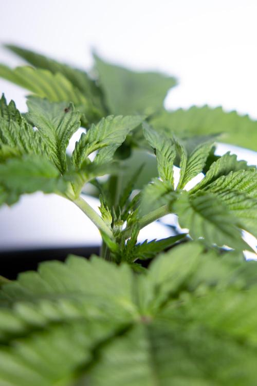 Nectar Drip 2 - Zamnesia x Tical x B&B. Week 4 - Nectar Drip 2 - Topping - Week 4