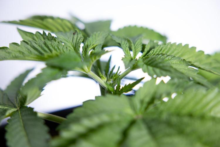 Nectar Drip 2 - Zamnesia x Tical x B&B. Week 4 - Nectar Drip 2 - Topping - Week 4