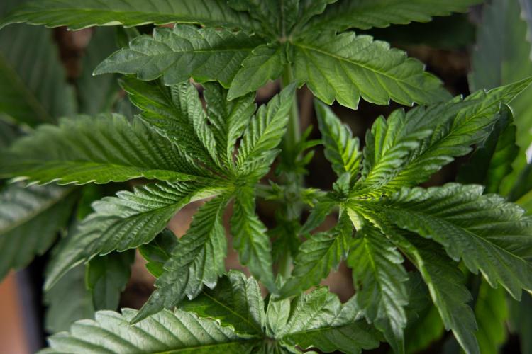 Nectar Drip 2 - Zamnesia x Tical x B&B. Week 4 - Nectar Drip 2 - Topping - Week 4