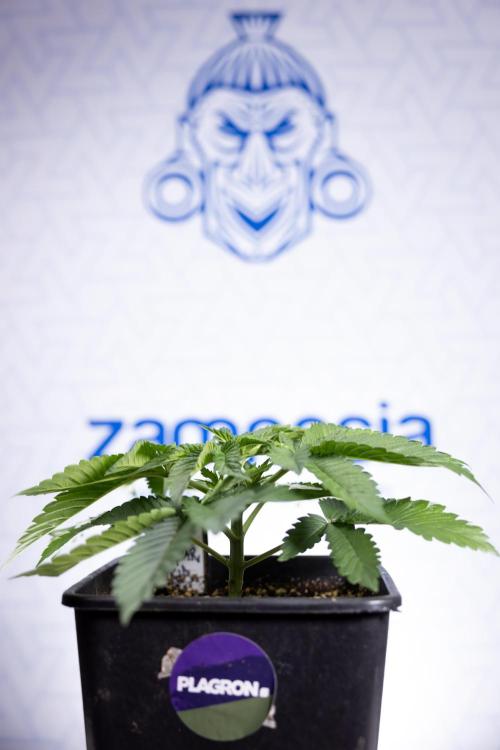 Nectar Drip 2 - Zamnesia x Tical x B&B. Week 4 - Nectar Drip 2 - Topping - Week 4