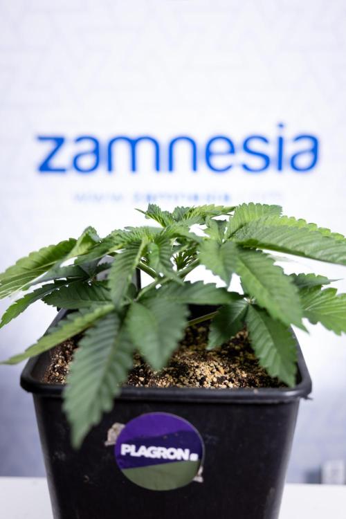 Nectar Drip 2 - Zamnesia x Tical x B&B. Week 4 - Nectar Drip 2 - Topping - Week 4