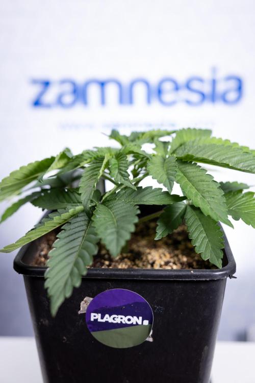 Nectar Drip 2 - Zamnesia x Tical x B&B. Week 4 - Nectar Drip 2 - Topping - Week 4