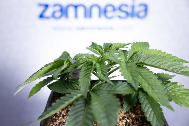 Nectar Drip 2 - Zamnesia x Tical x B&B. Week 4 - Nectar Drip 2 - Topping - Week 4